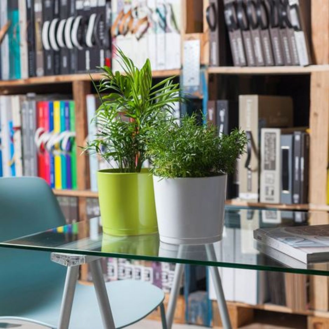 Maceta Alaska blanca - Imagen 2