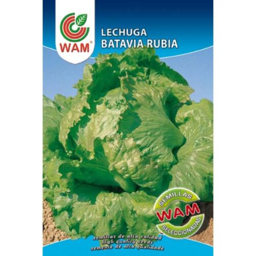 Semillas de Lechuga Batavia rubia