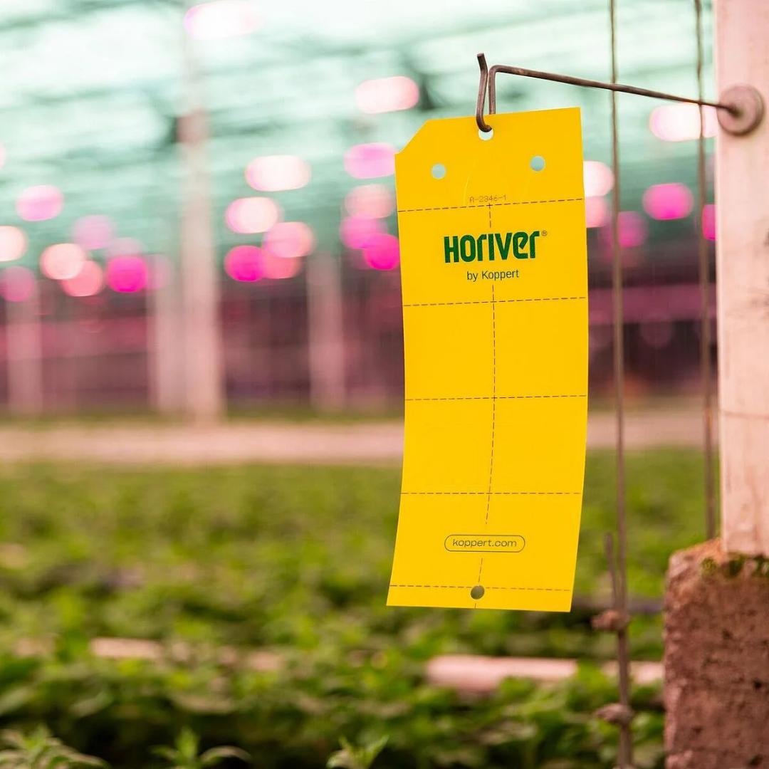 Trampa cromática amarilla 10x25 cm 10 ud - Imagen 2