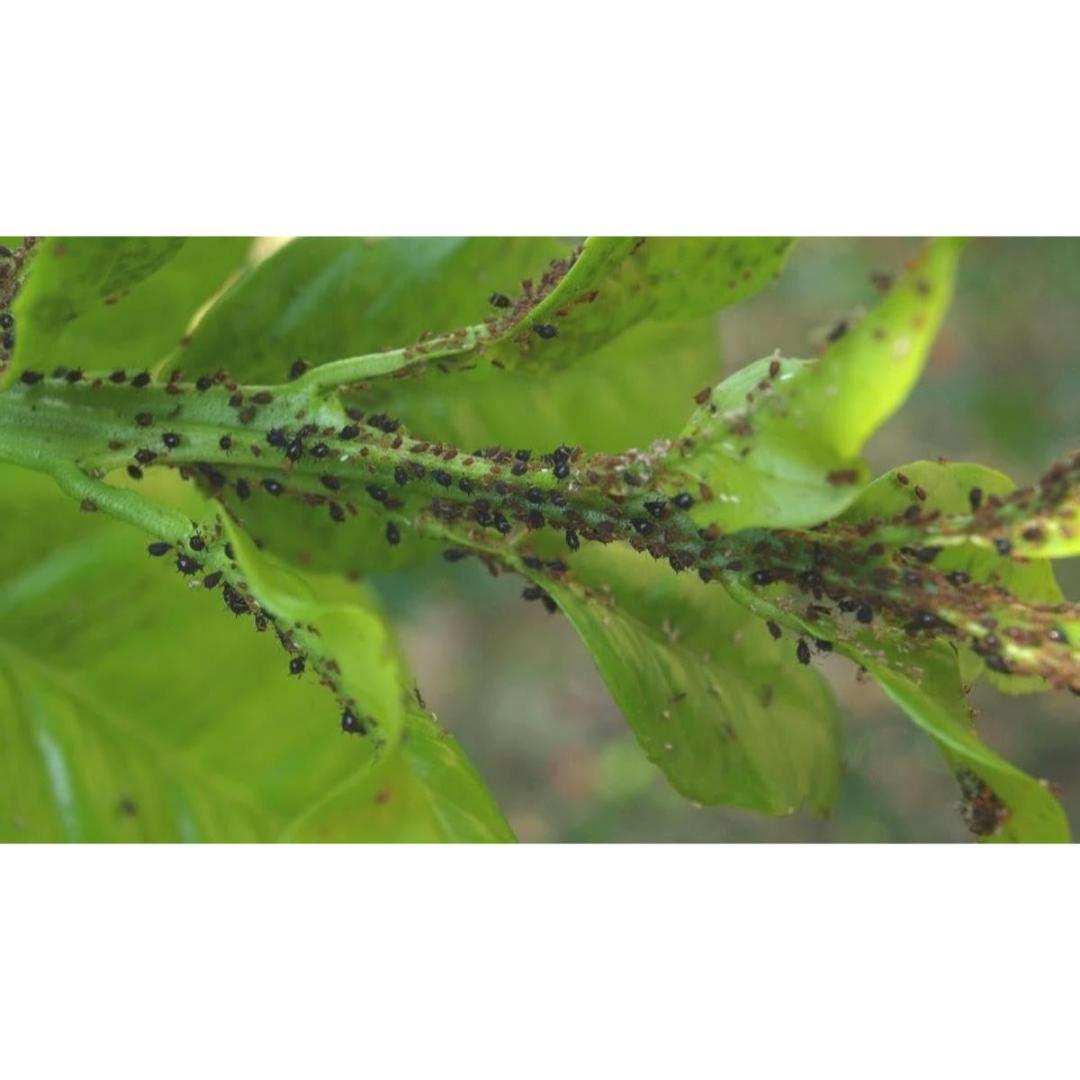 Insecticida Delmur 10 ml - Imagen 4