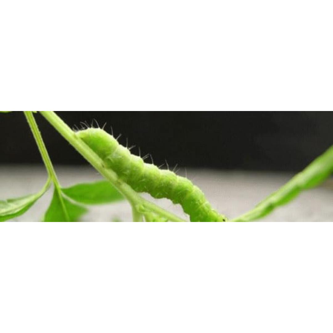Insecticida Delmur 10 ml - Imagen 5