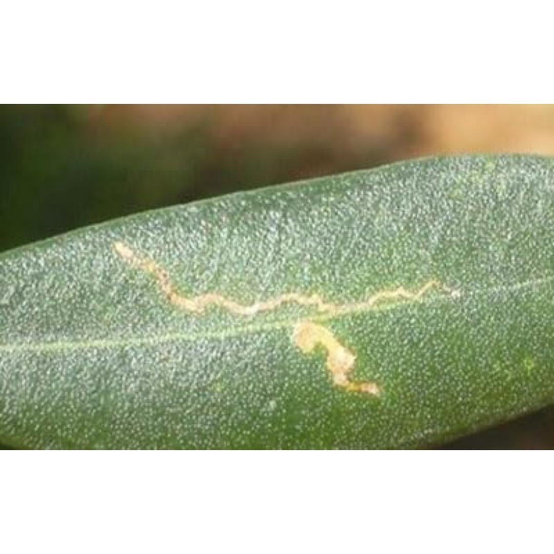 Insecticida Delmur 10 ml - Imagen 6