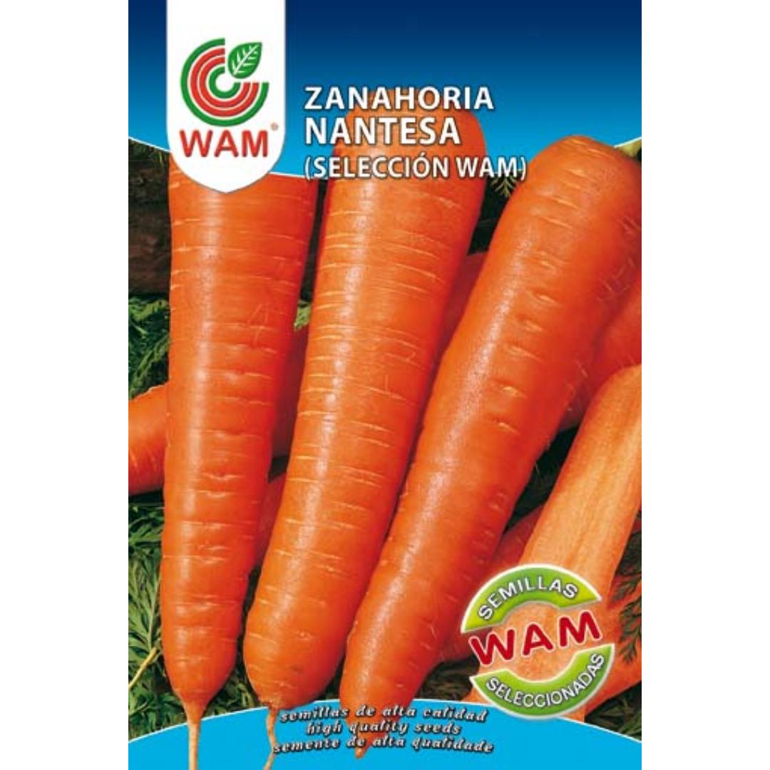 Semillas de Zanahoria Nantesa 2
