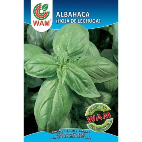 Semillas de Albahaca hoja de lechuga