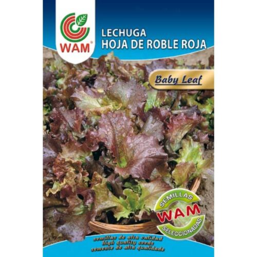 Semillas de Lechuga Hoja de Roble roja