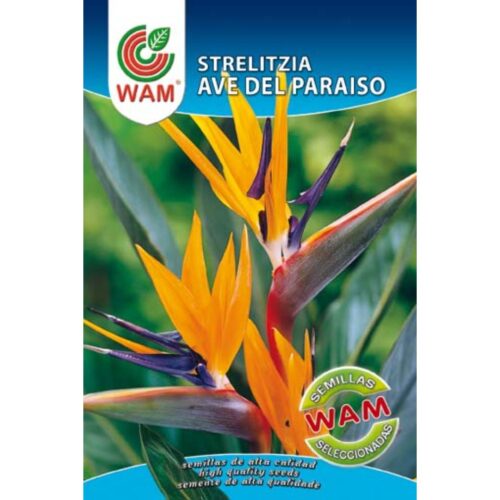 Semillas de Strelitzia Ave del Paraíso