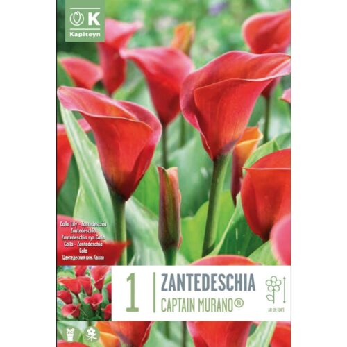 Cala Zantedeschia Captain Murano bulbo 1 ud