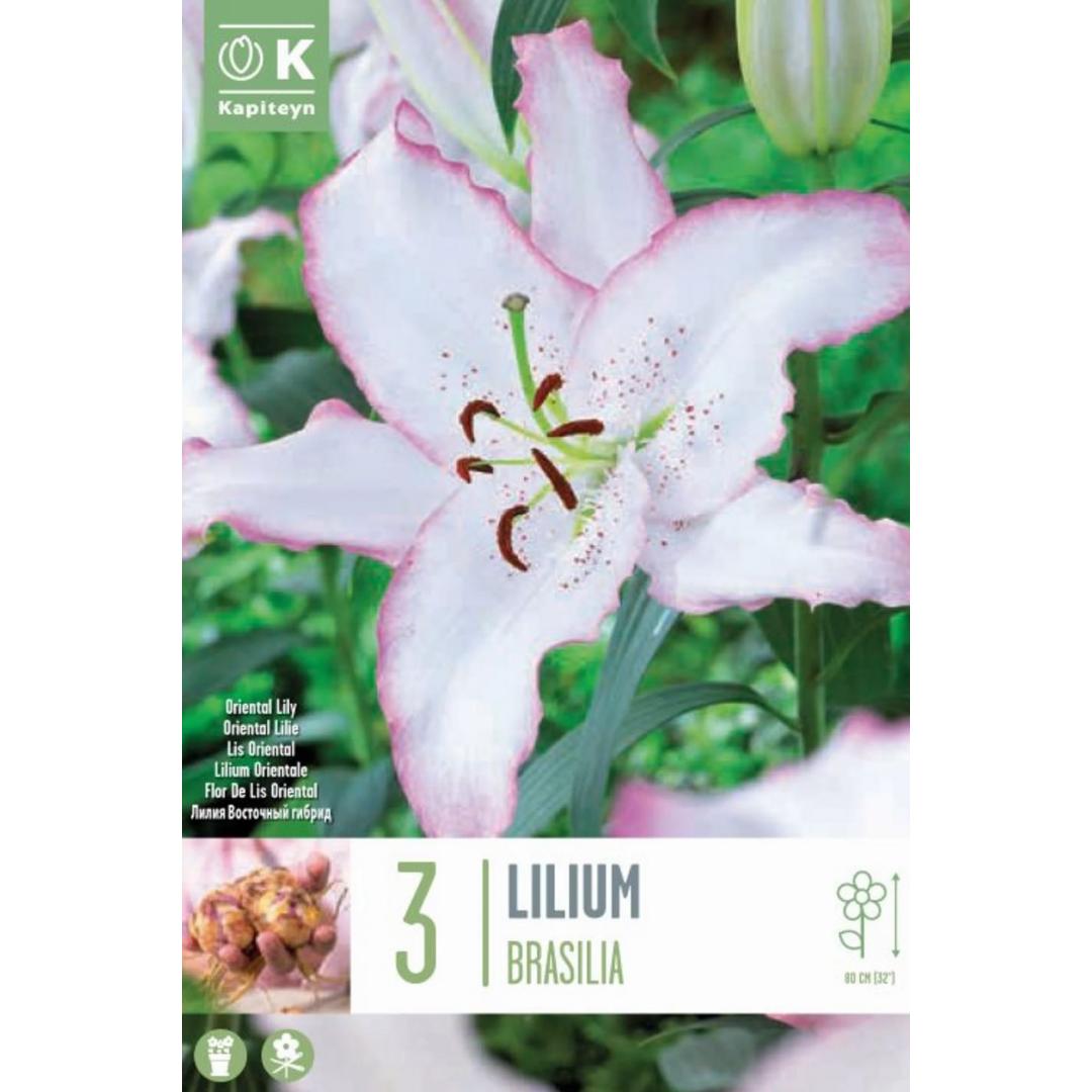 Lilium Oriental Brasilia bulbos 3 ud