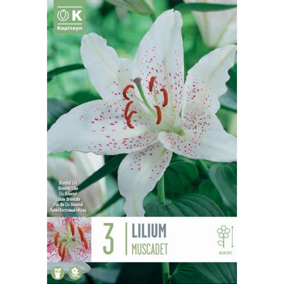 Lilium Oriental Muscadet bulbos 3 ud