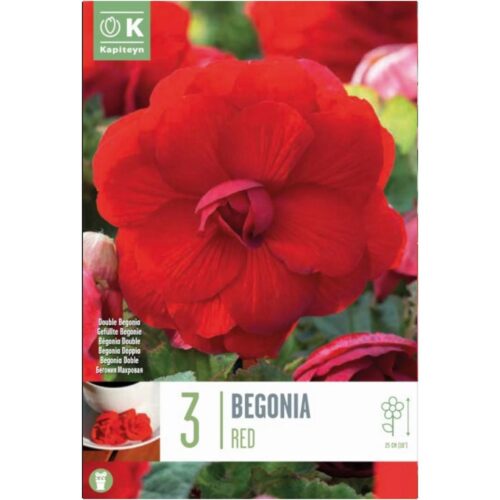 Begonia doble rojo bulbos 3 ud