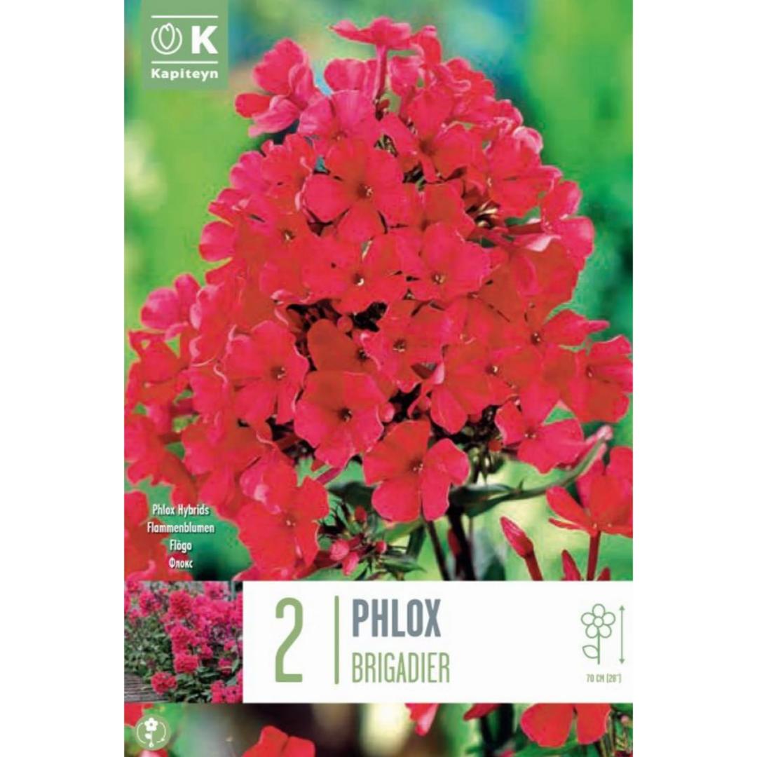 Phlox Brigadier bulbos 2 ud