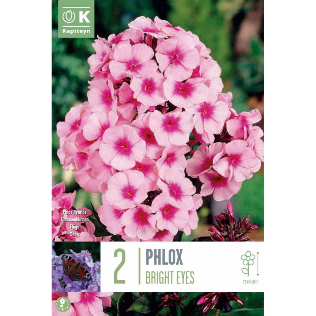 Phlox Bright Eyes bulbos 2 ud