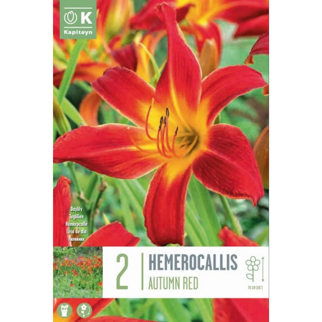 Hemerocallis Autumn Red bulbos 2 ud