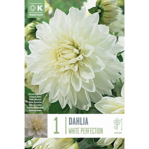 Dalia White Perfection bulbo 1 ud