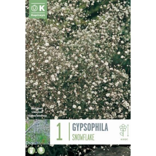 Gypsophila Paniculata Snowflake bulbo 1 ud