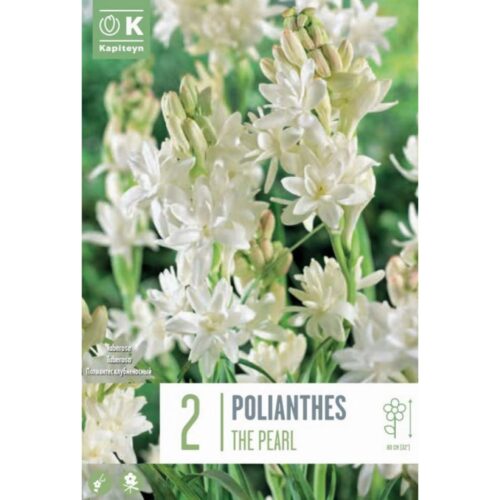 Poliantus The Pearl bulbos bolsa 2 ud