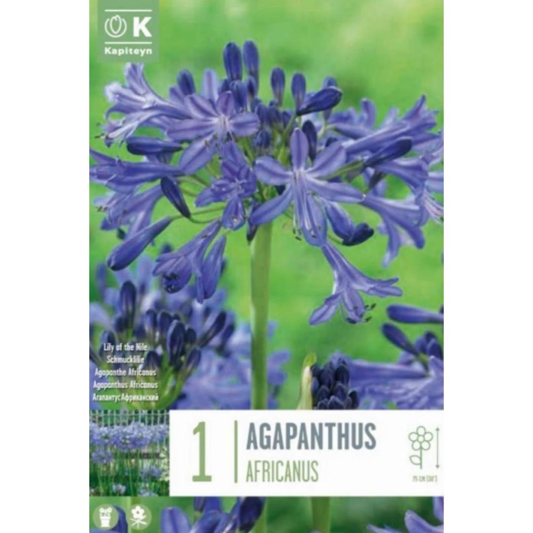 Agapanthus Africanus bulbo 1 ud