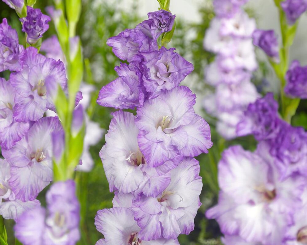 Gladiolo Milka bulbos 10 ud - Imagen 2