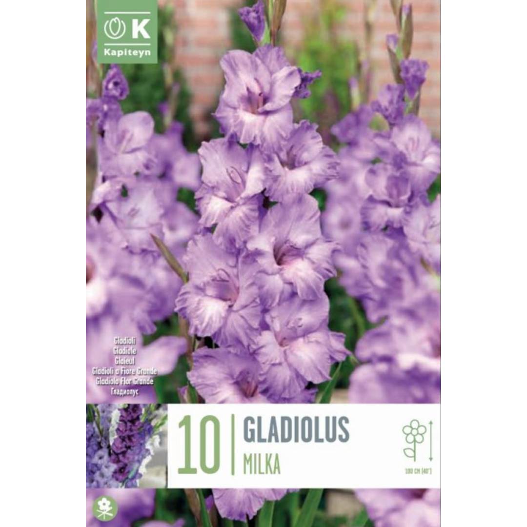 Gladiolo Milka bulbos 10 ud