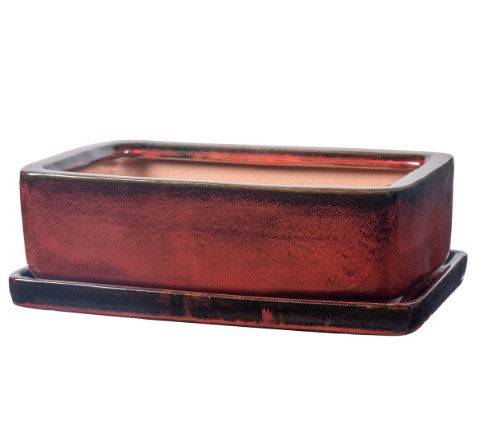 Maceta bonsai San rectangular burdeos 32 cm