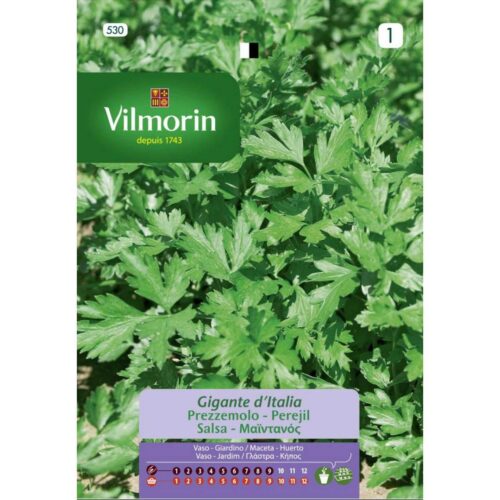 Semillas de Perejil Gigante de Italia