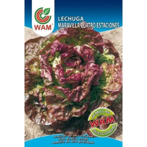 Semillas de Lechuga Maravilla Cuatro Estaciones