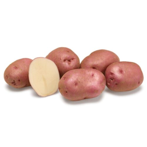 Patata de siembra Rudolph Mediana 25 kg