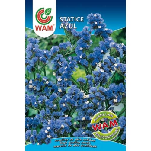 Semillas de Statice azul