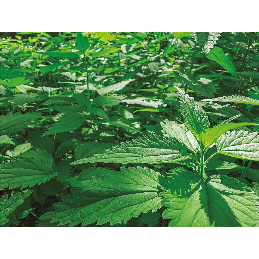 Purín de Ortiga ecológico 1 l - Imagen 5