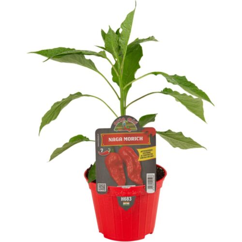 Pimiento Naga Morich Orto M10