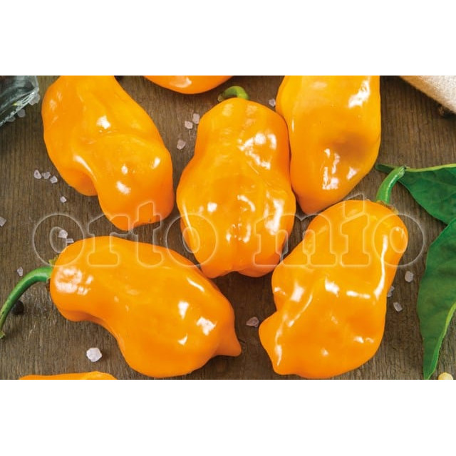 Pimiento Habanero Naranja Orto M10 - Imagen 4