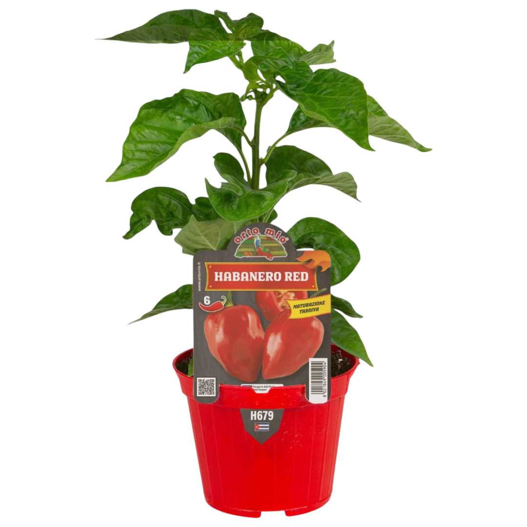 Pimiento Habanero Rojo Orto M10