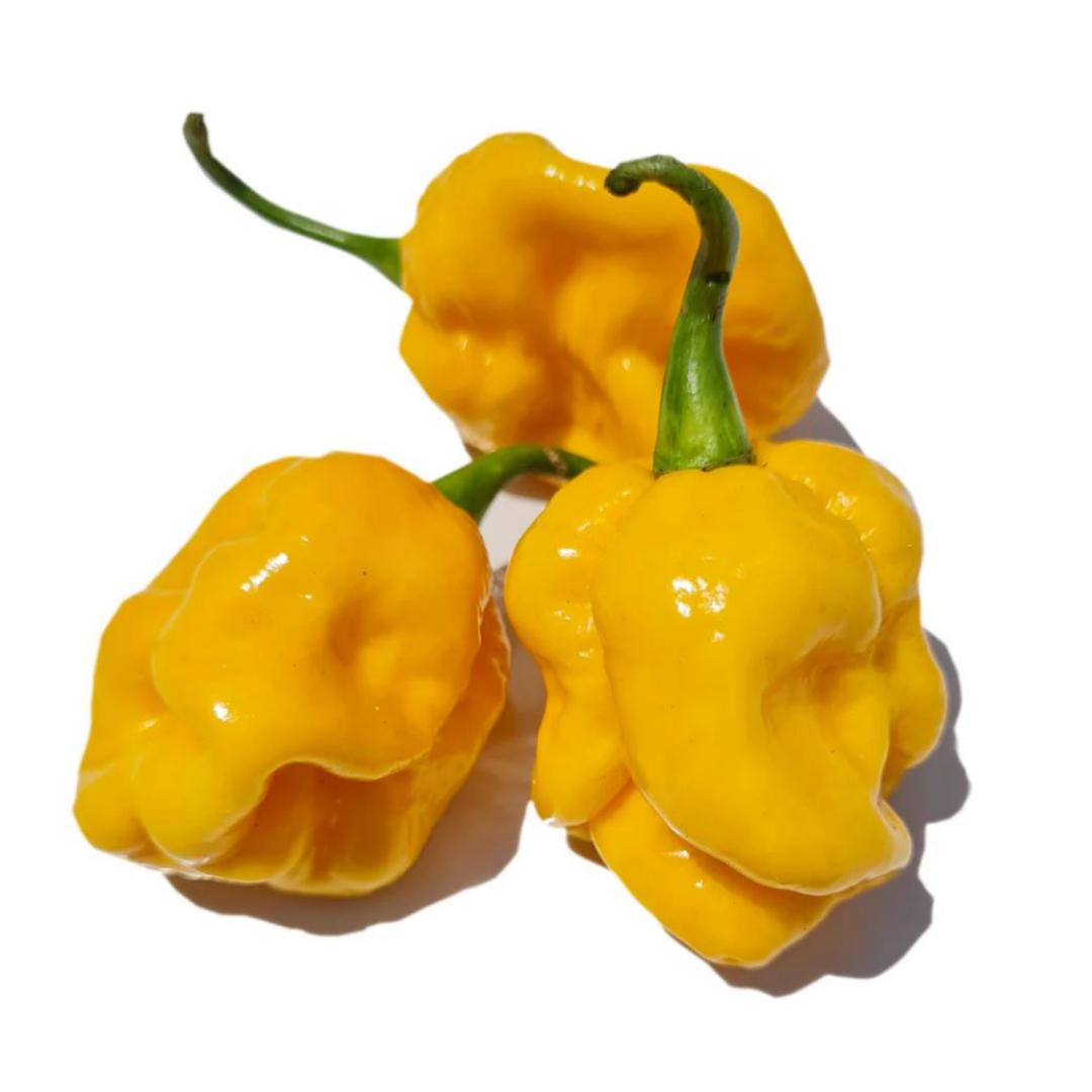 Pimiento Trinidad Escorpión Amarillo Orto M10 - Imagen 2