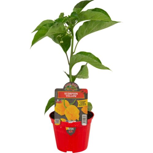 Pimiento Trinidad Escorpión Amarillo Orto M10