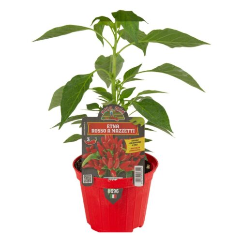 Pimiento Etna Orto M10
