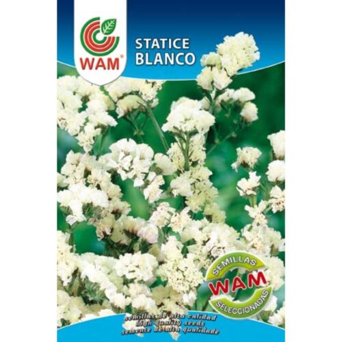 Semillas de Statice blanco