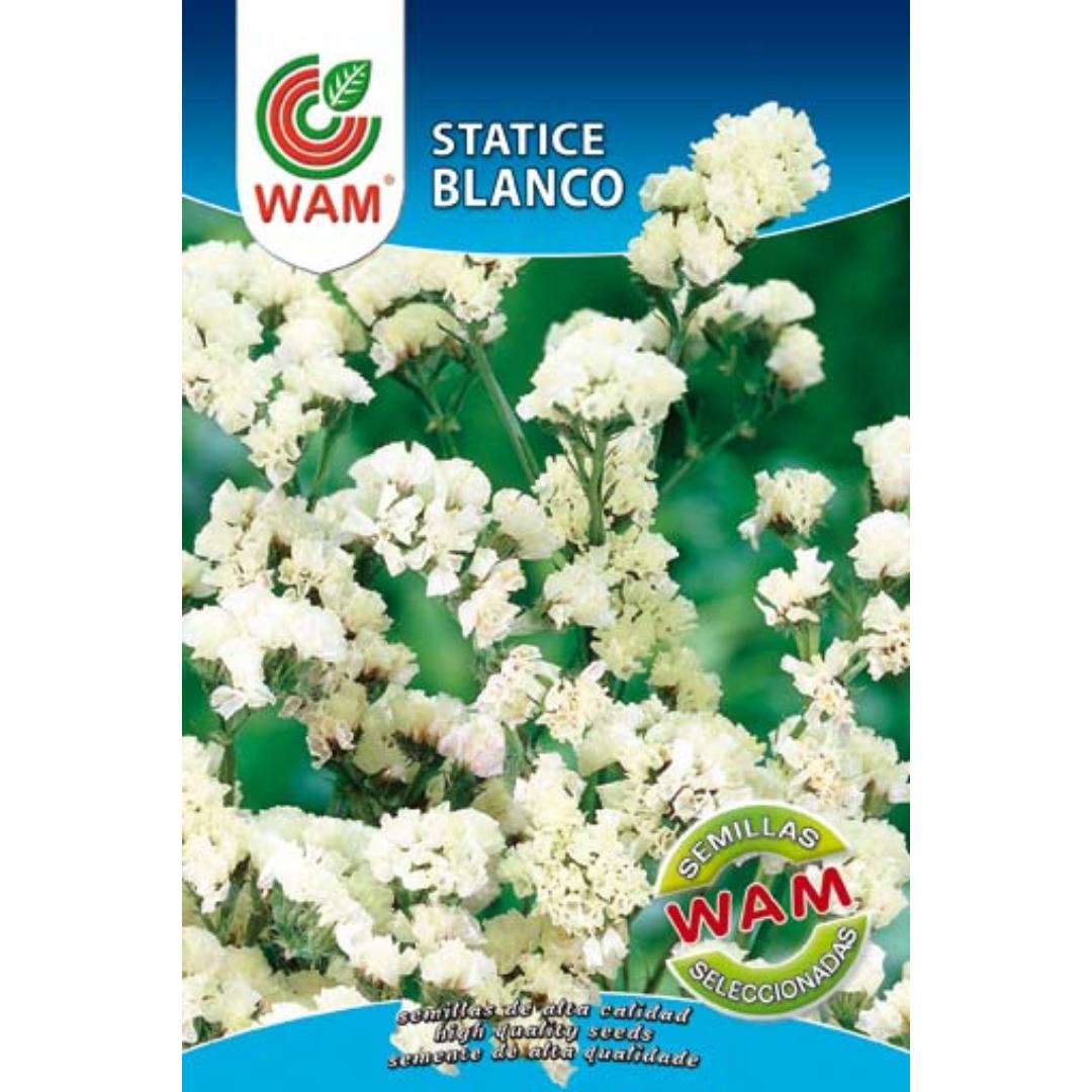 Semillas de Statice blanco