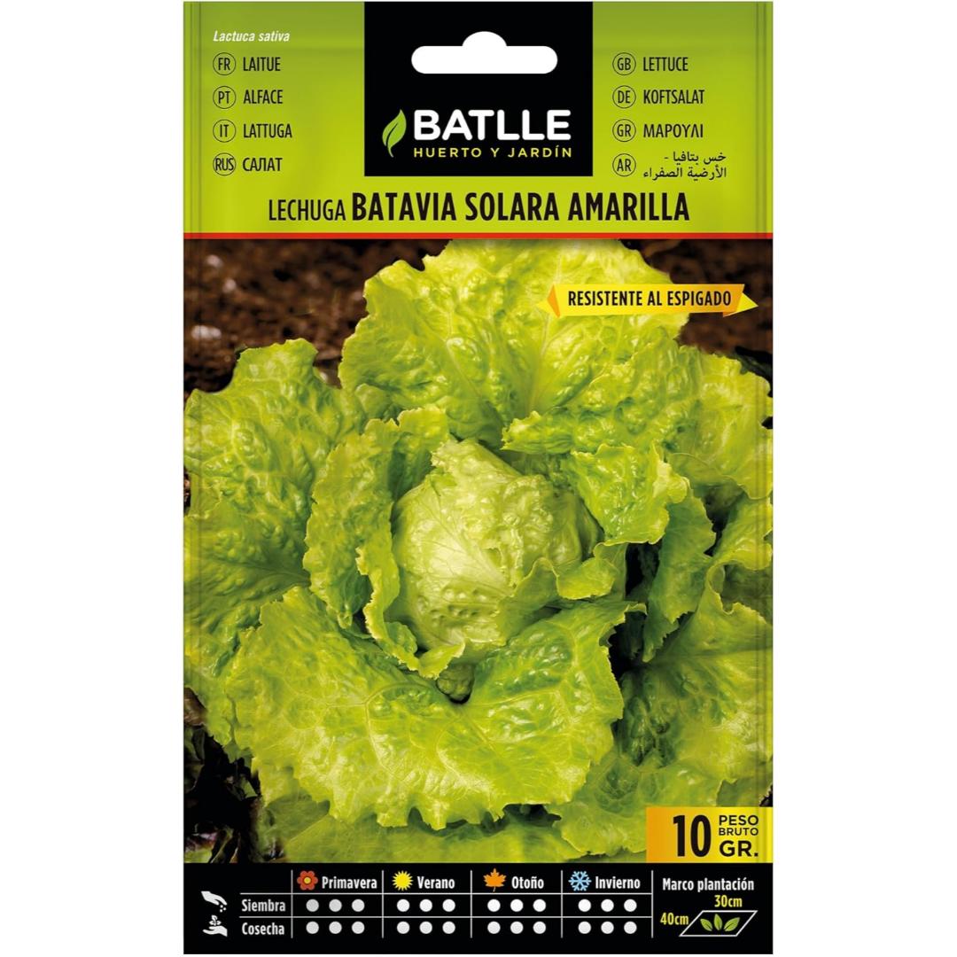 Semillas de Lechuga Batavia Solara amarilla