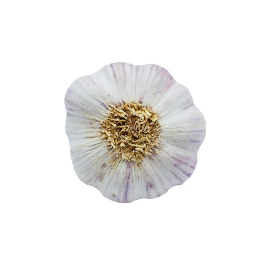 Ajo Violeta para siembra 500 g - Imagen 2