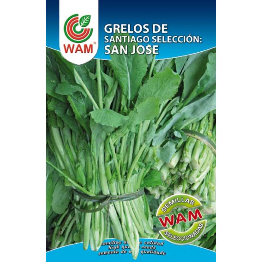 Semillas de Grelos de Santiago selección San José 100 g